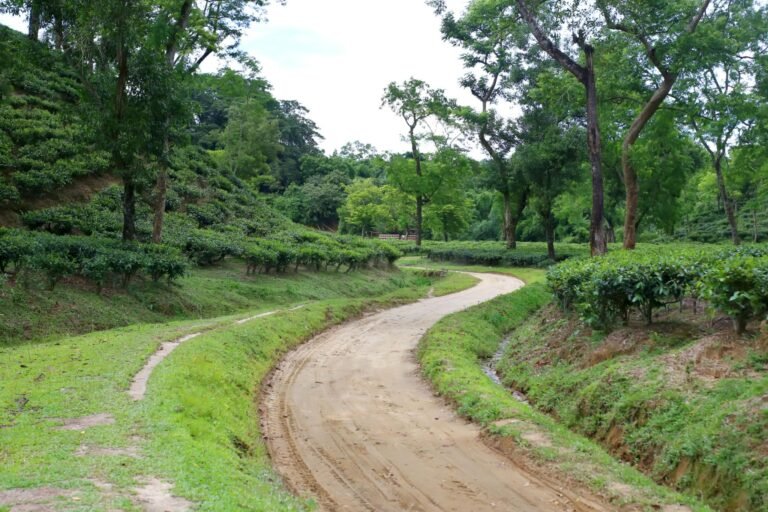 Khadimnagar National Park, খাদিমনগর জাতীয় উদ্যান