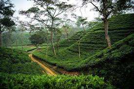 Lakkatura Tea Garden, লাক্কাতুরা চা বাগান