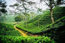 Malnichhara Tea Garden, মালনীছড়া চা বাগান