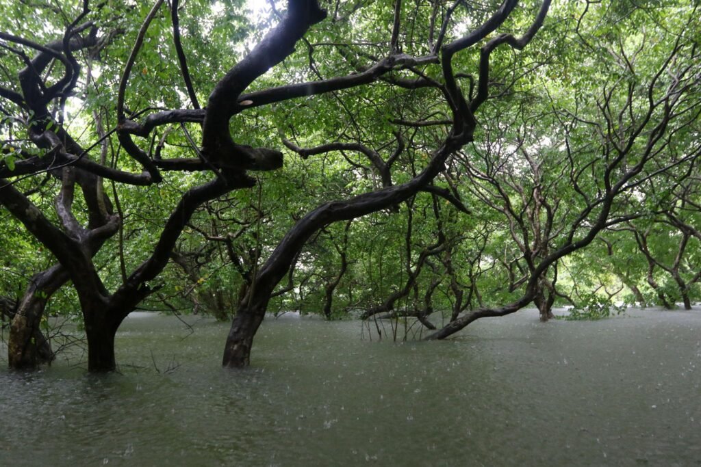 Ratargul Swamp Forest, রাতারগুল সোয়াম্প ফরেস্ট